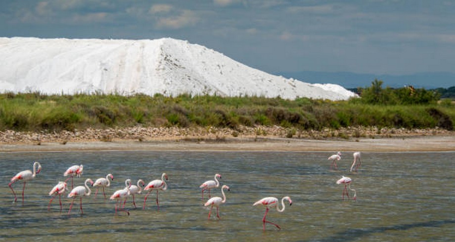 Salt pond near Aigues-Mortes (Dead Water) in the Camargue Nature Reserve in the southern part of France. Salt has been harvested in the Camargue since Roman times but it became an industry in the 19th century.
